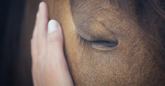 Hand liegt beruhigend auf Backe des Pferdes. Das Pferd schließt die Augen und genießt die Wärme auf der Haut.