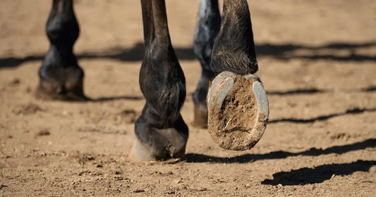 Nahaufnahme von einem Pferd, das auf sandigem Boden geht und den Huf hebt. Bei dem anderen Hinterfuß sind geschwollene Gallen zu sehen.