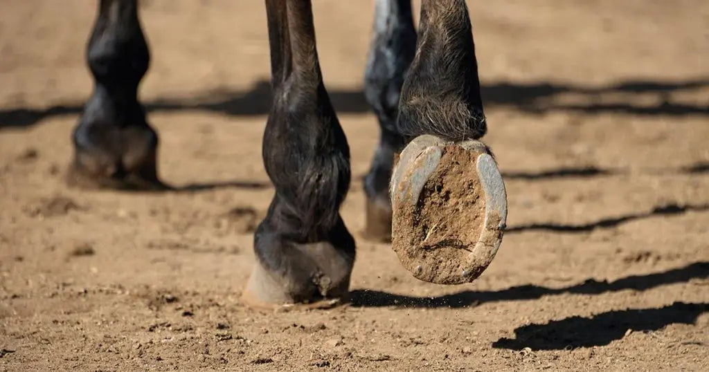 Nahaufnahme von einem Pferd, das auf sandigem Boden geht und den Huf hebt. Bei dem anderen Hinterfuß sind geschwollene Gallen zu sehen.