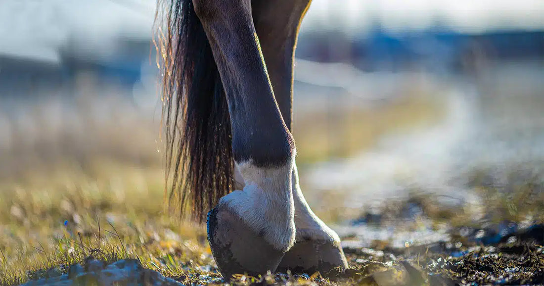 Pferd hebt Hinterhand an