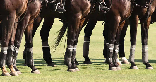 Viele Pferdebeine stehen auf einer Wiese nebeneinander und haben Gamaschen an den Beinen