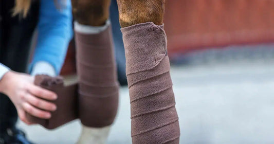 Frau bandagiert Pferd die Beine