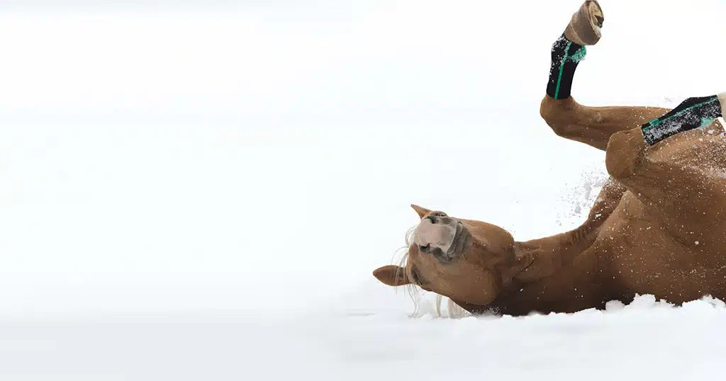Braunes Pferd mit EquiCrown Kompressionsbandagen wälzt sich im Schnee