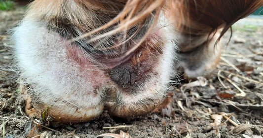 Pferdefessel mit starken Krusten von Mauke