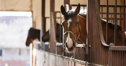 Pferd schaut aus der Box