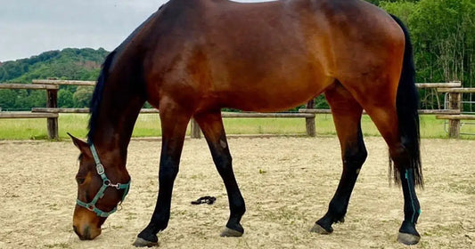 Pferd mit EquiCrown Kompressionsbandagen im Paddock