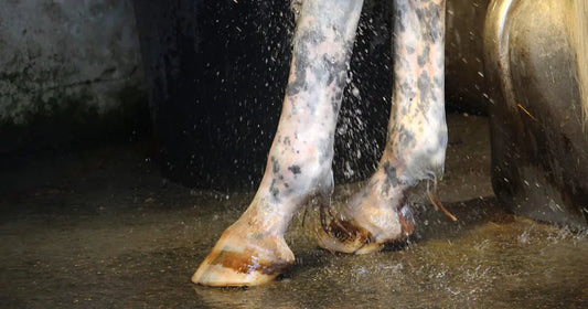 Pferdebeine werden mit Wasser abgespritzt