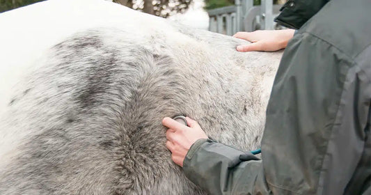 Tierarzt untersucht Pferd mit einem Stethoskop