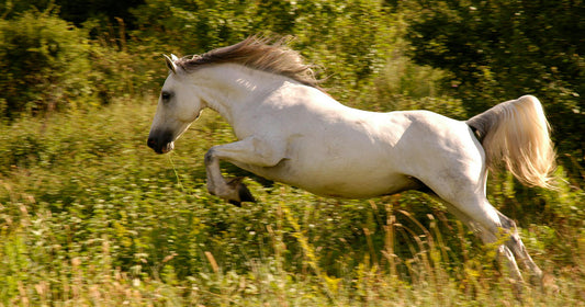 Weißes Pferd springt über Felder