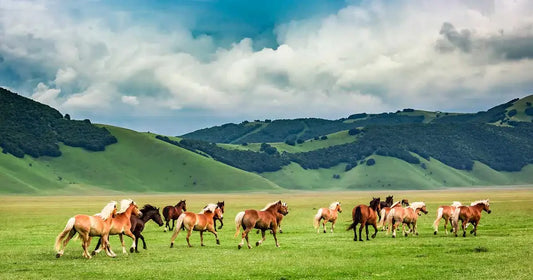 Viele Pferde auf einer offenen Wiese, umgeben von Bergen