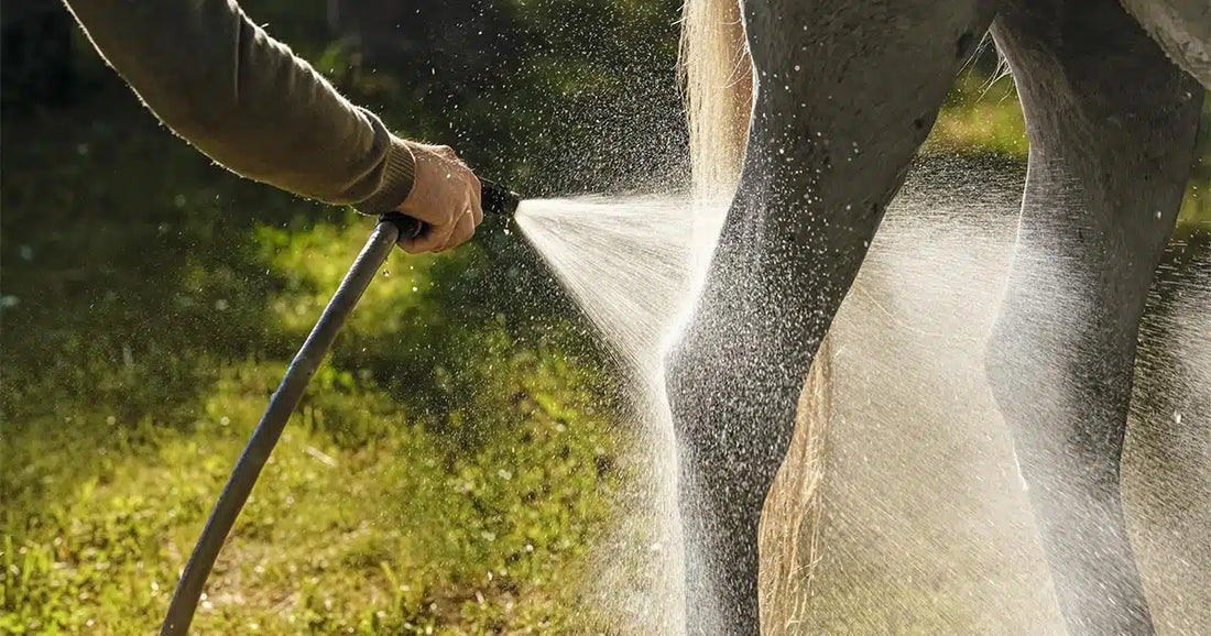 Pferdebeine im Sommer mit einem Wasserschlauch kühlen