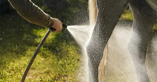 Pferdebeine im Sommer mit einem Wasserschlauch kühlen