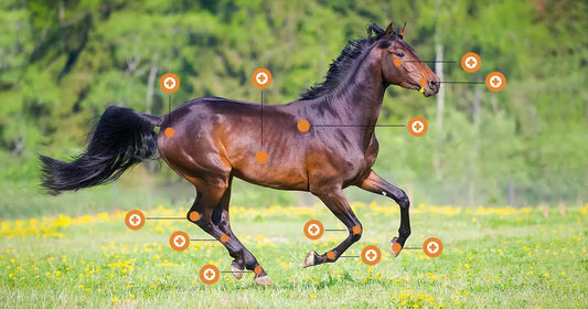 Pferd läuft auf der Weide. Im Bild sind Punkte im Körper mit orangen Kreisen und einem Plus markiert.