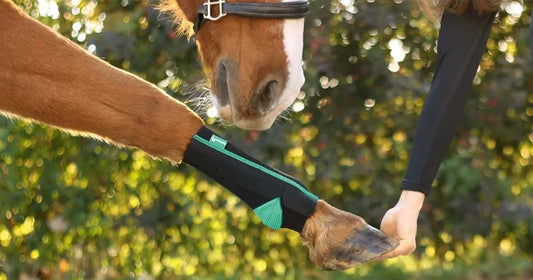 Pferd mit EquiCrown Kompressionsbandagen 