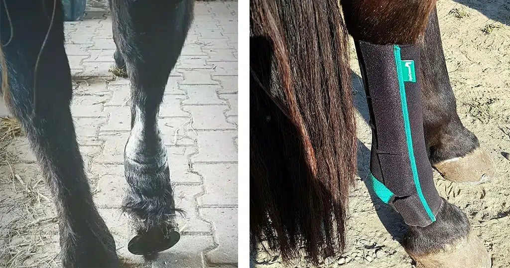 Behandlung des Pferdebeins mit der EquiCrown Kompressionsbandage bei einem Sehnenschaden