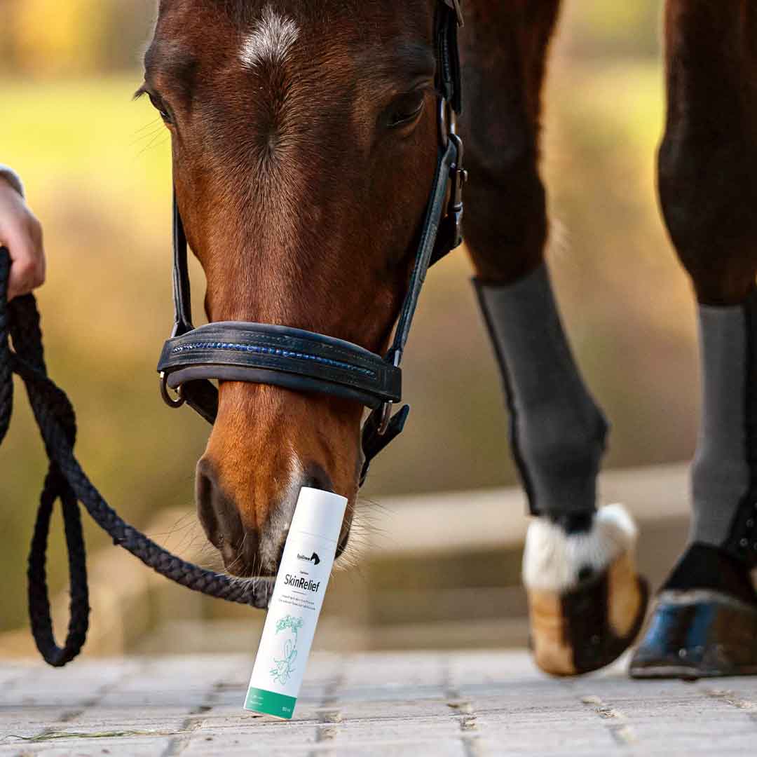 Pferd schnuppert an einer Tube SkinRelief, die auf dem Boden steht