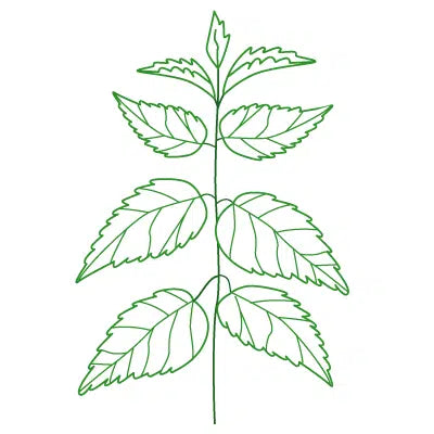 Illustration von Brennnessel