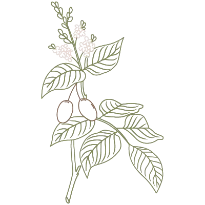Illustration der Copaiba-Pflanze