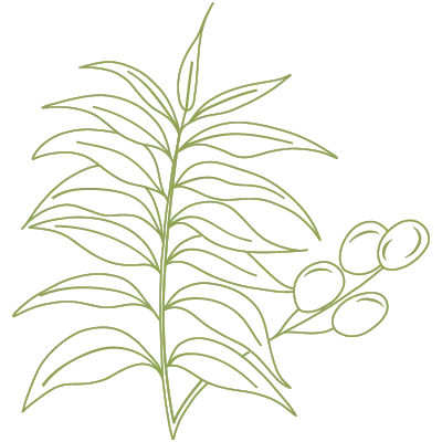 Illustration eines Neembaums