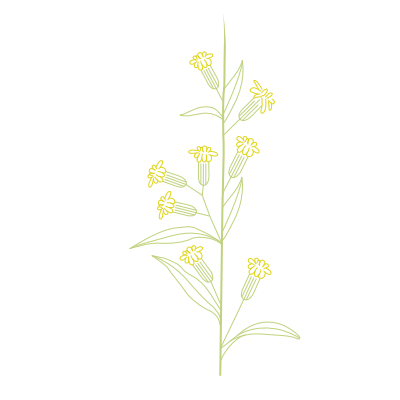 Illustration der Goldrute