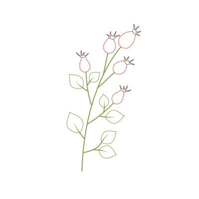 Illustration von Hagebutten