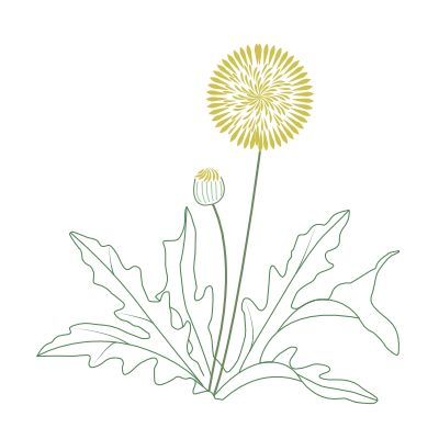 Illustration eines Löwenzahns