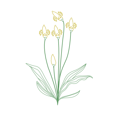 Illustration eines Spitzwegerichs