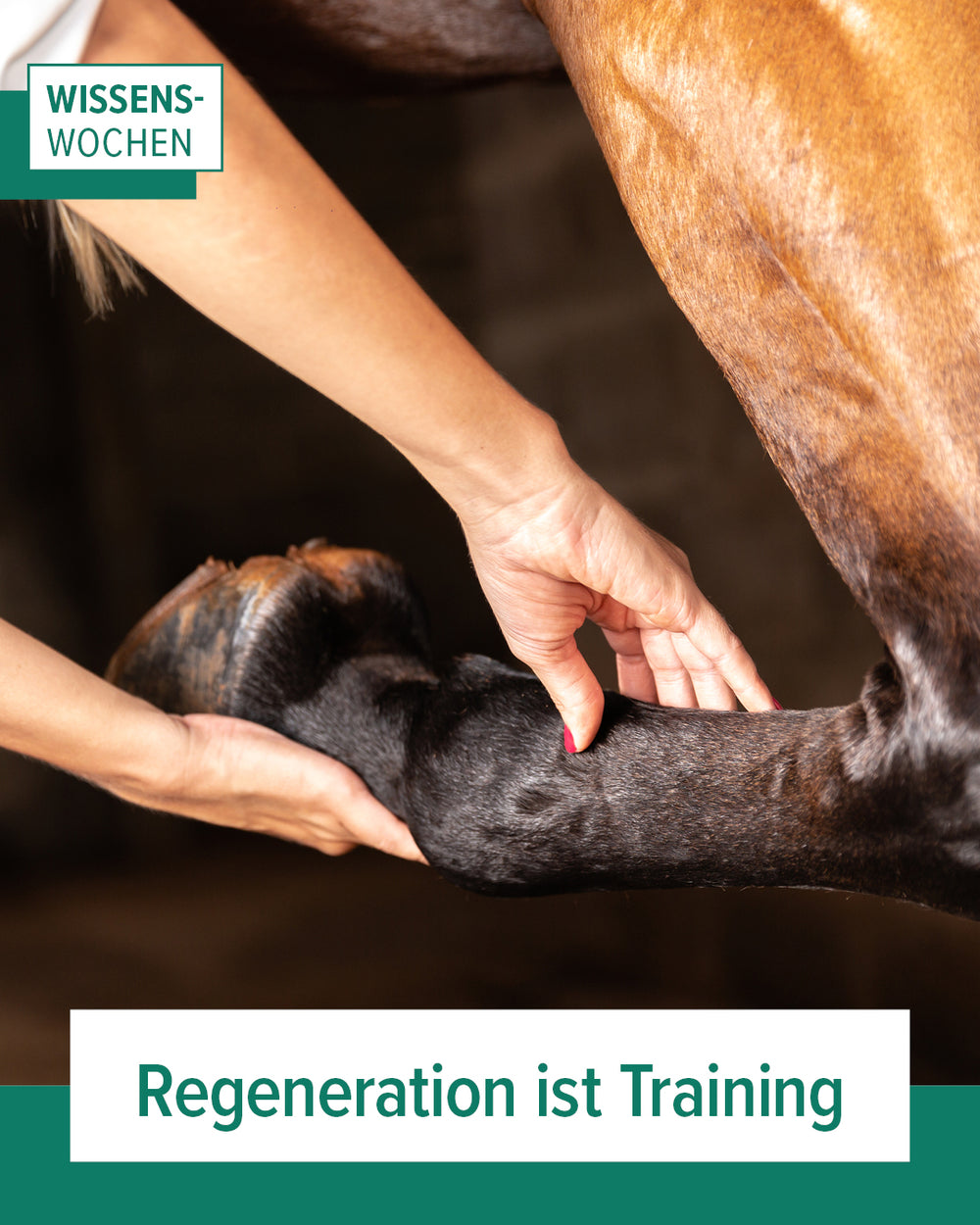 EquiCrown Wissenswochen: Frau betastet Pferdebein