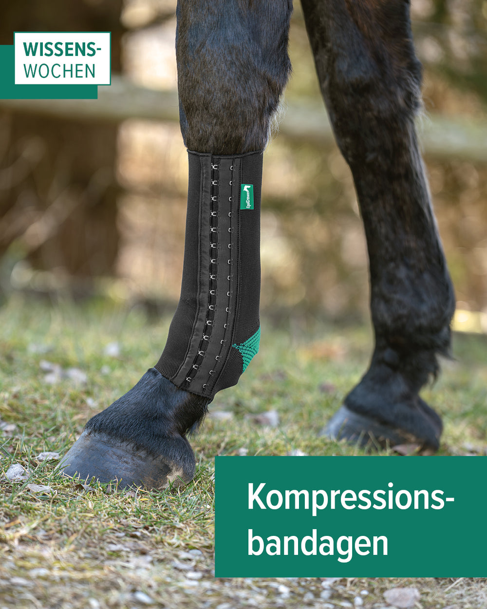 EquiCrown Wissenswochen: Pferdebeine mit EquiCrown fit Kompressionsbandage angezogen