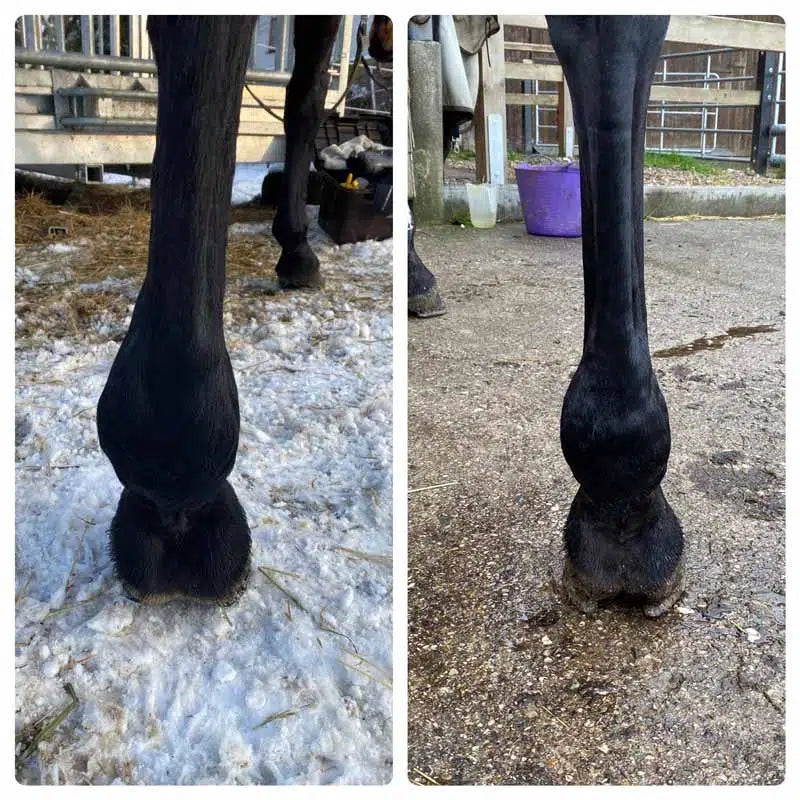 Fesselträgerschenkelschaden vor und nach der Behandlung mit EquiCrown Kompressionsbandagen