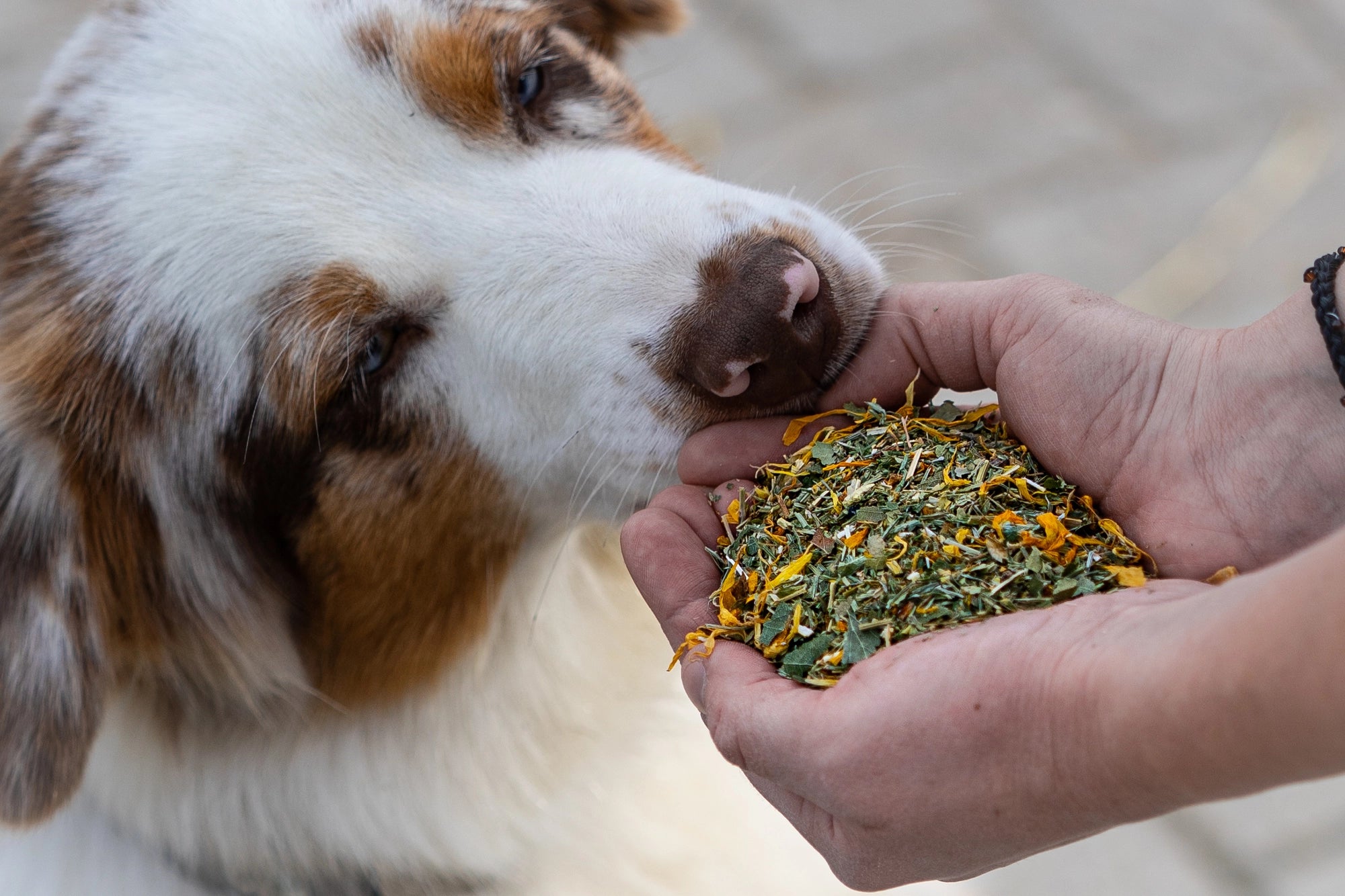 Hund schnüffelt an den Kräutern der Lymph-Kräutermischung