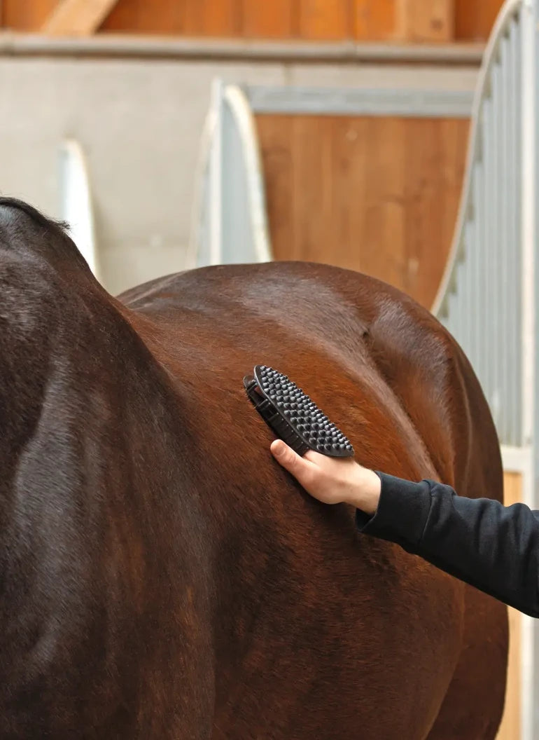 Pferderücken wird mit EquiCrown Massagestriegel gestreichelt