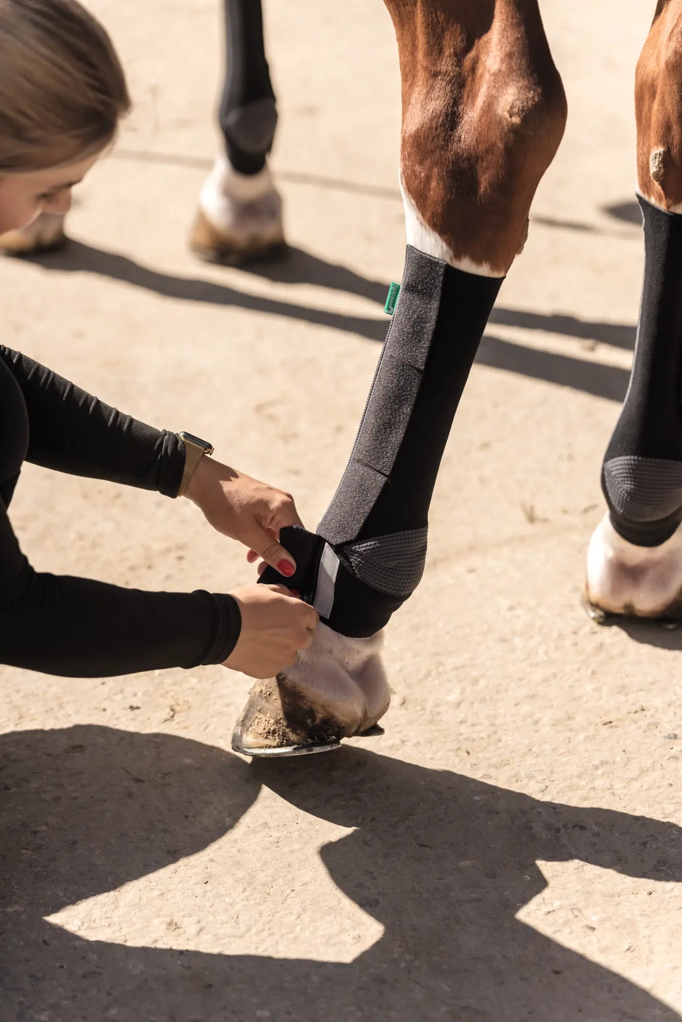 Anziehen der EquiCrown active Bandage am Pferdebein
