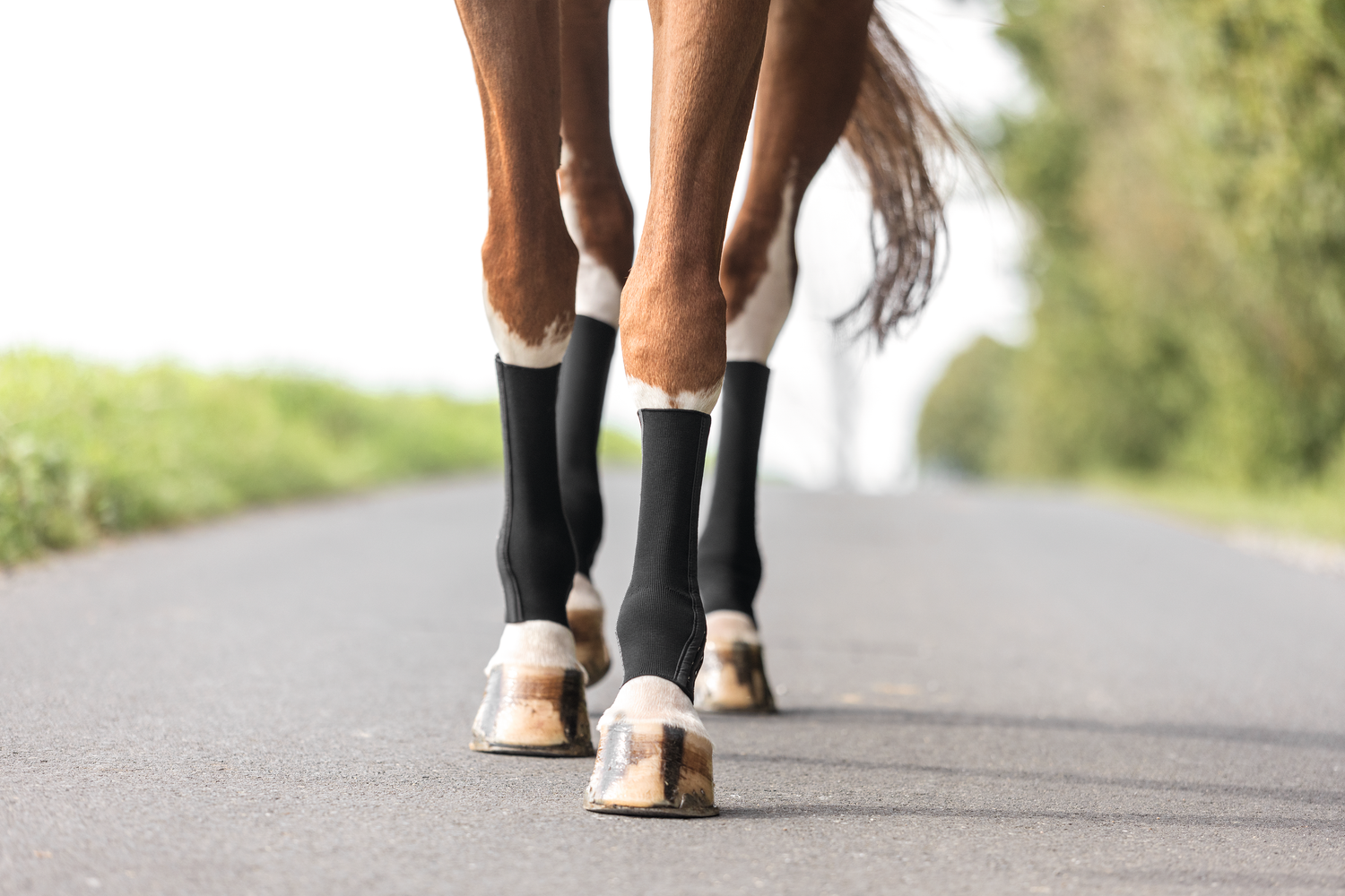 Die EquiCrown active Kompressionsbandagen in der Detailansicht am Pferdebein. Das Pferd läuft gerade auf einem Weg.