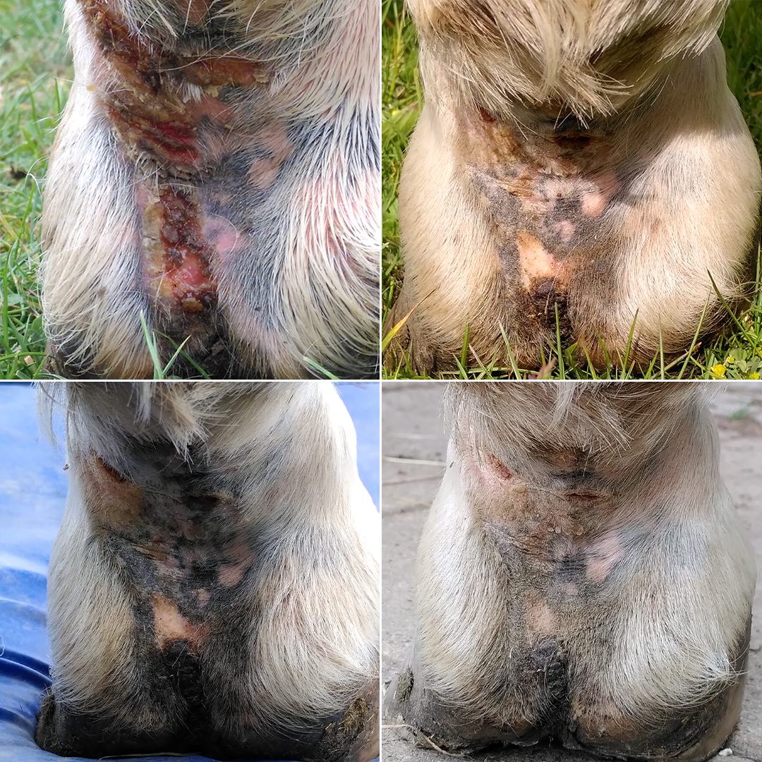 Mauke während der Behandlung mit der EquiCrown SkinRelief