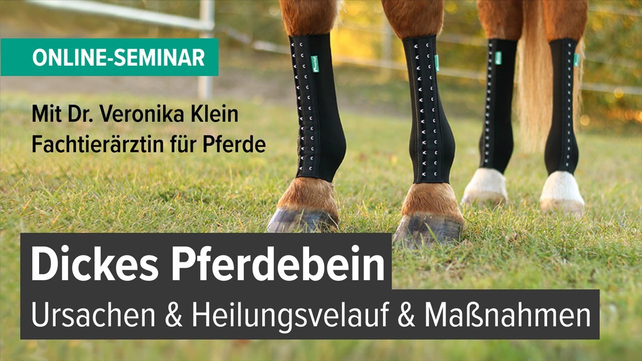 Video laden: Fachtierärztin Dr. Veronika Klein beschreibt Ursachen, Heilungsverlauf und Maßnahmen bei Phlegmone, angelaufenen Beinen und Sehnenschaden.