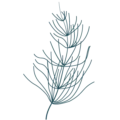 Illustration von Schachtelhalm