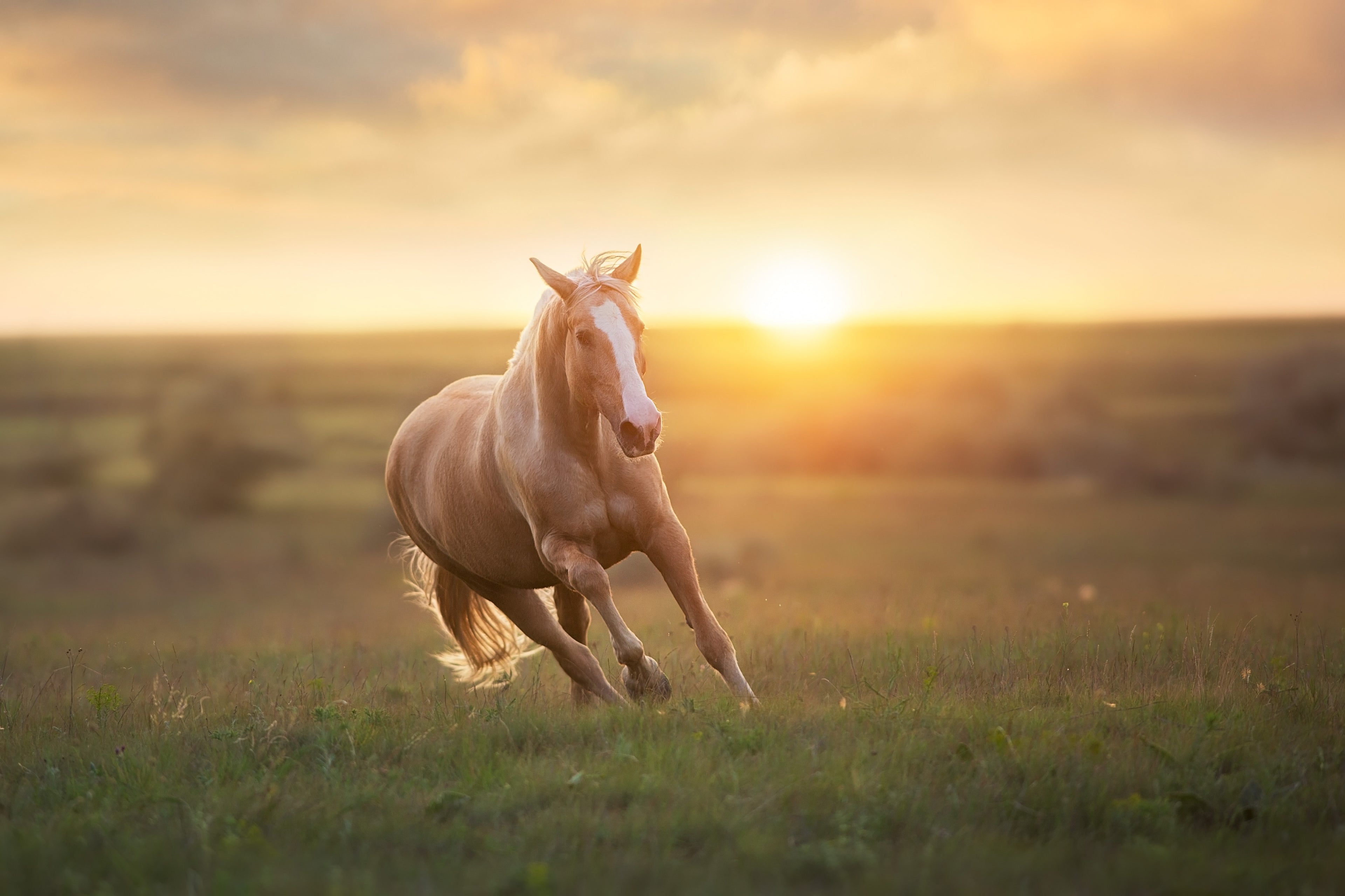 Pferd läuft über Wiese bei Sonnenuntergang