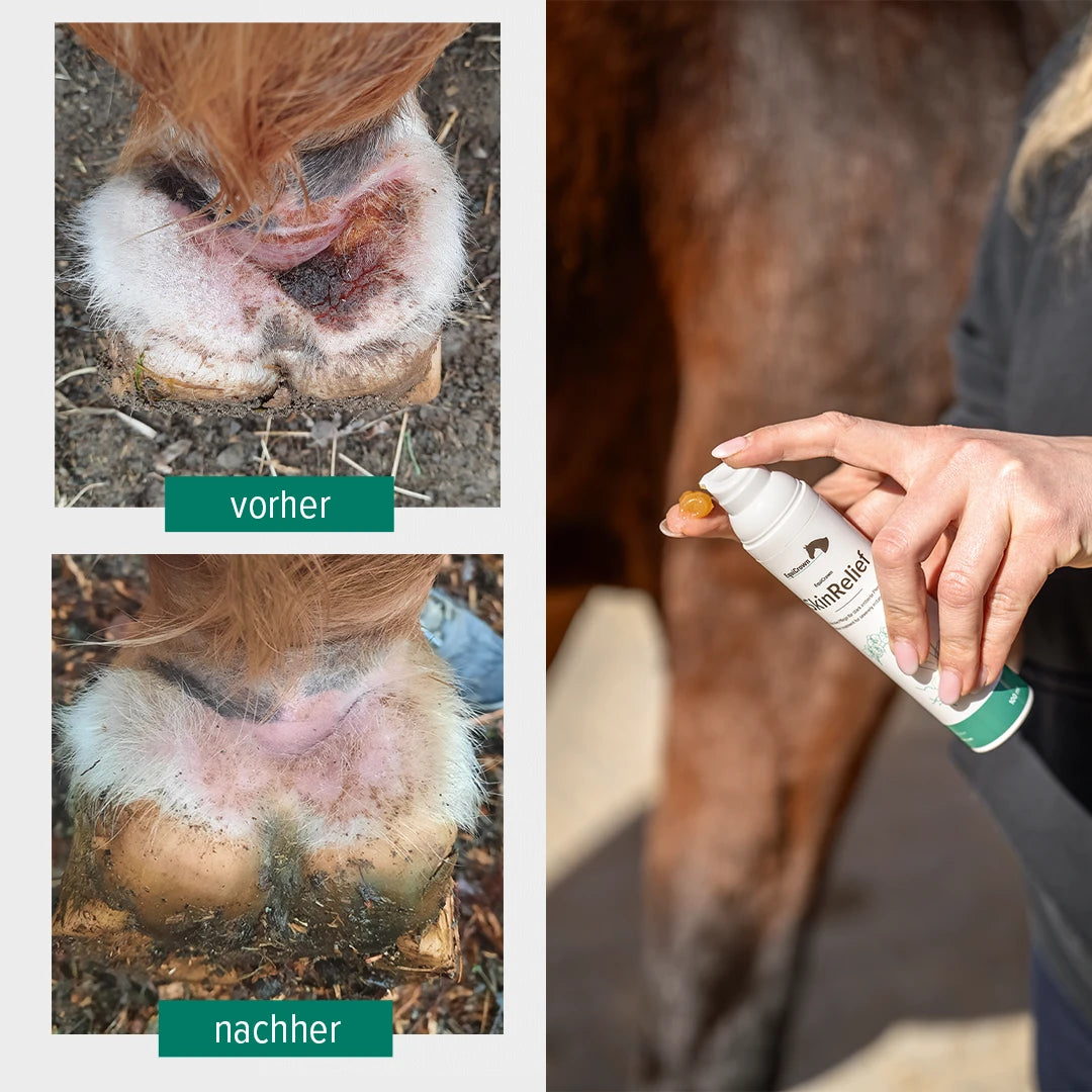 Vorher und Nachher Bilder einer Mauke-Behandlung mit der EquiCrown SkinRelief