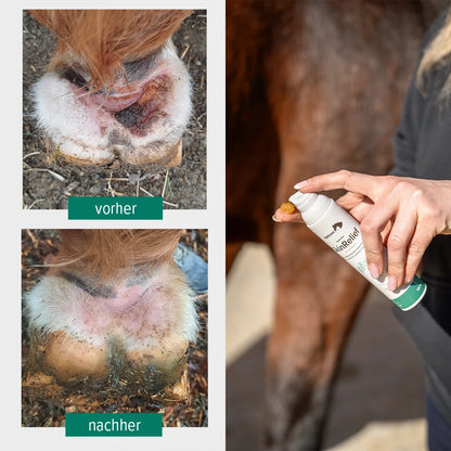 Vorher und Nachher Bilder einer Mauke-Behandlung mit der EquiCrown SkinRelief