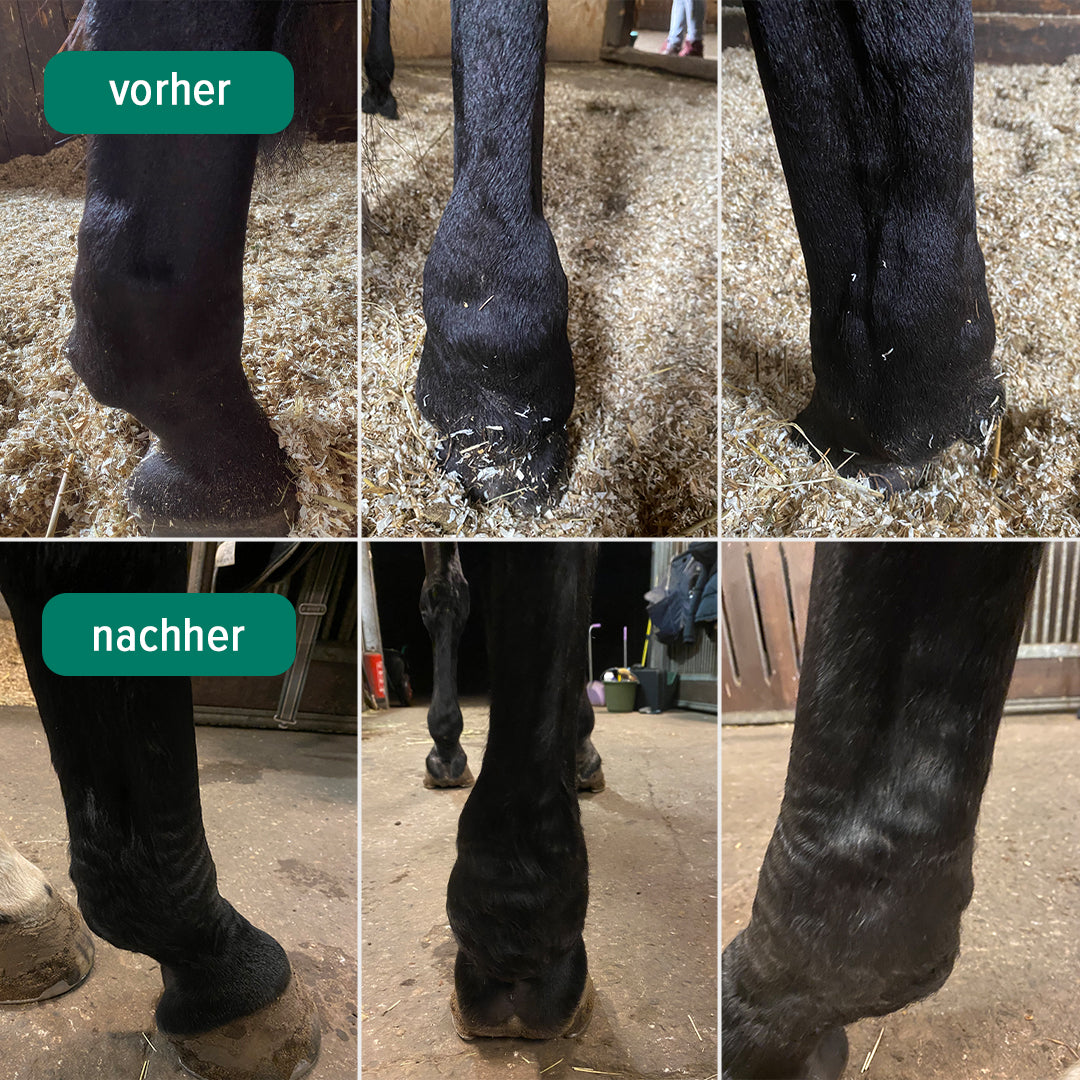 Vorher-Nachher-Bilder von Toma A. von seiner Stute nach einem halben Jahr Therapie mit den EquiCrown Kompressionsbandagen