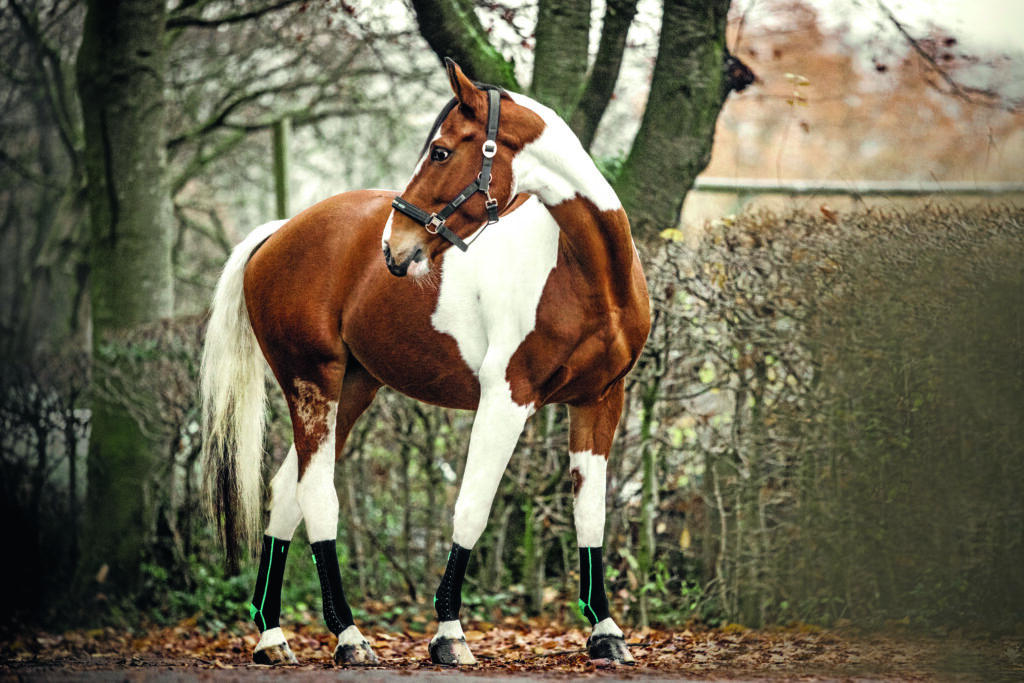 Pferd mit EquiCrown fit Kompressionsbandagen am Bein